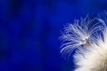 Parachutes of dandelion / dandelion seeds on a abstract blue background / Copy space for text