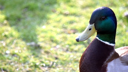 Portrait of a Mallard Duck - green drake head with a yellow beak.  Duck for a nice background