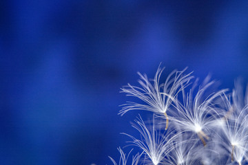 Parachutes of dandalion / dandelion seeds on a abstract blue background / Copy space for text / Macro