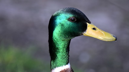 Portrait of a Mallard Duck - green drake head with a yellow beak and with a long neck