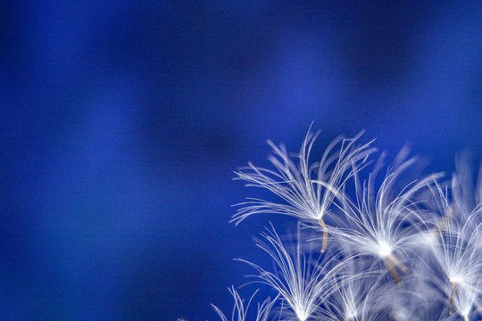 Parachutes of dandalion / dandelion seeds on a abstract blue background / Copy space for text / Macro