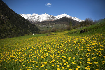 paesaggio di montagna con fiori in primavera 