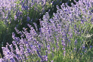 Obraz premium lavender field in provence