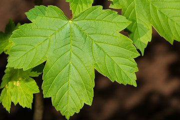 Blattstruktur Spitzahorn