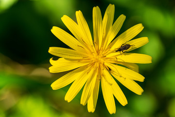 Wald Habichtskraut mit Käfer