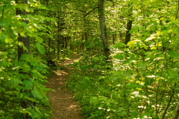 Rad und Wanderweg im Wald