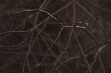 Texture of dry branches, background. Brown tinted