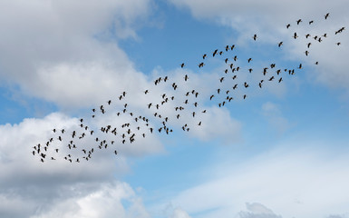 Flock of snow geese in migration