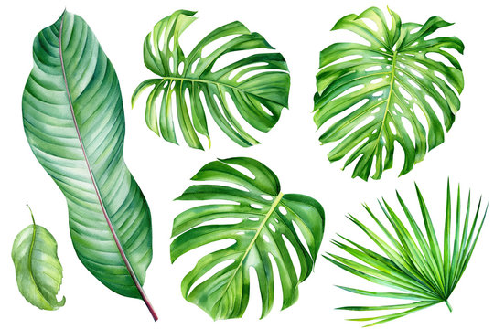 Tropical set, monstera, palm leaves, Strelitzia leaf on an isolated white background, watercolor hand drawing