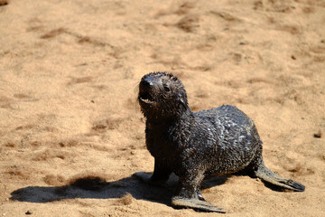 Baby seal on the beach