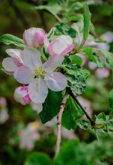 Apple tree flowers on a branch