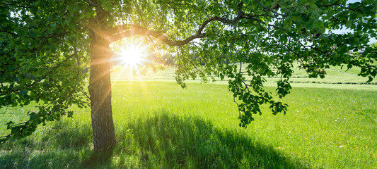 Idyllic landscape background panorama - Green fresh meadow field with fruit trees in the sunshine
