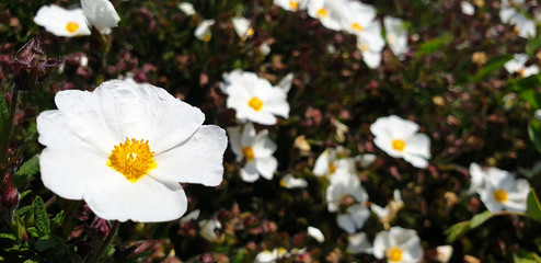 White flowers of Cistus. Panorama.
