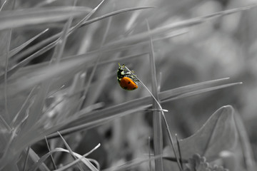 Beautiful red ladybug in grass, grey background, spring.