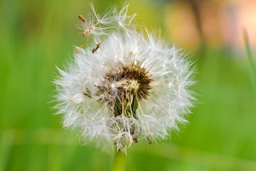 Fluff of dandelions in afternoons calm
