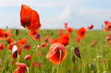 red poppy field