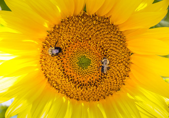 Beautiful sunflower with bees enjoying the sun