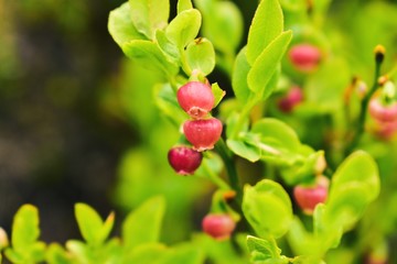 Obraz premium Flower of European blueberry on a bush in the garden.