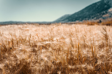 Fototapeta premium Landscape in California
