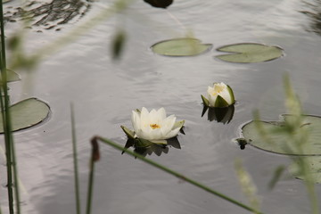 water lily in the pond