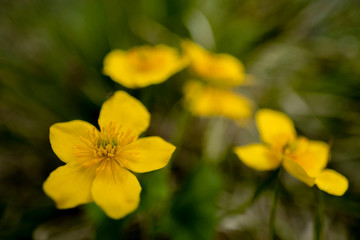 macro yellow flowers
