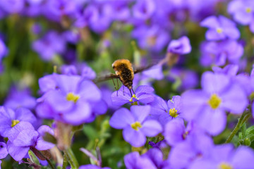 Bombylius drinking nectar from Aubrieta hybrida.