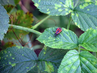 ladybird on a leaf