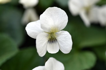 Fototapeta na wymiar Blüte eines weißen Stiefmütterchens
