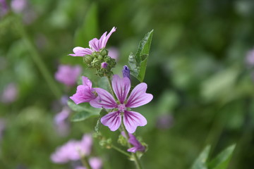 Fototapeta premium flor