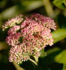 close up of a pink flower with a bee