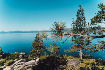 tree at Lake Tahoe