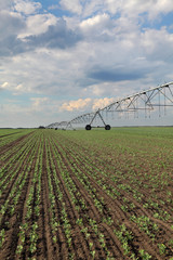 Irrigation system for water supply in pea  field splashing water to plants, watering equipment