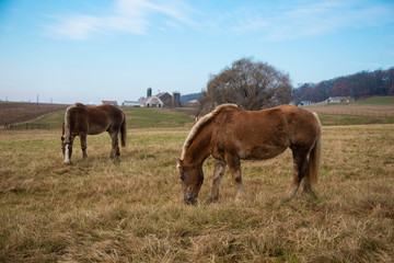 Naklejka na ściany i meble Horses in the meadow