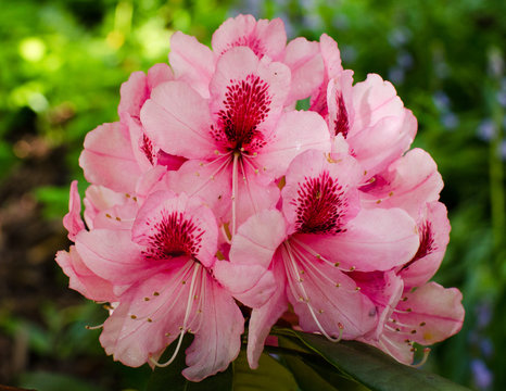 Close-up of clusters of beautiful pink rhododendron flowers blooming in the springtime.