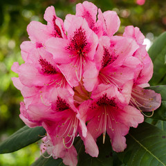 Close-up of clusters of beautiful pink rhododendron flowers blooming in the springtime. - 346624535