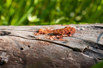 Czekoladowy wafelek rozgnieciony na drewnianym pniu pośród traw 