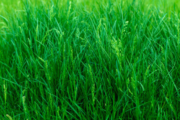 side view of green grass on the lawn on a summer day close-up