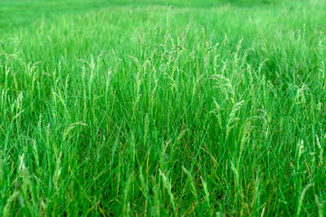 side view of green grass on the lawn on a summer day close-up