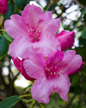 Close-up of clusters of beautiful pink rhododendron flowers blooming in the springtime.
