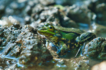 Kröte