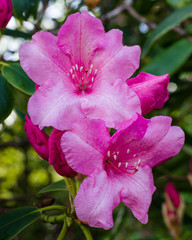 Close-up of clusters of beautiful pink rhododendron flowers blooming in the springtime. - 346625340