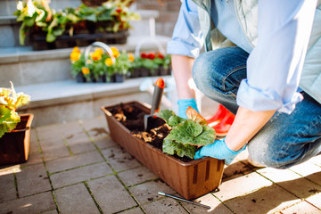 Gardeners hands planting flowers in pot with dirt or soil at back yard. An elderly woman is...