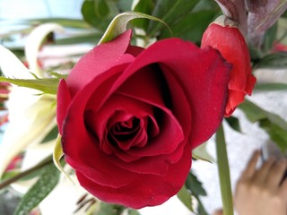 Rosas