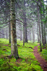 Mountain path in a coniferous foggy forest among moss and bushes high in the mountains. Beautiful mystical foggy forest. Fog in the mountain forest