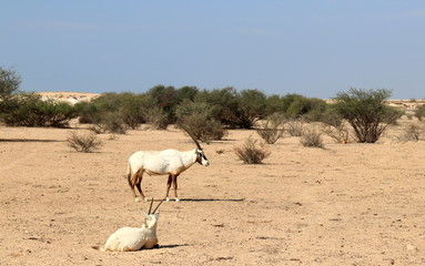 Oryx, symbole du Qatar