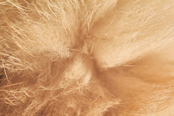 Ginger Cat Wool Ultra Close Up