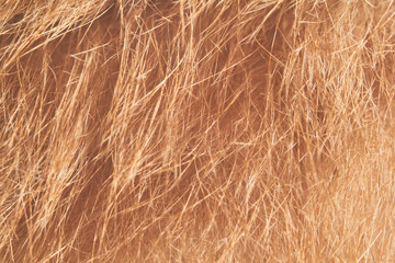 Ginger Cat Wool Ultra Close Up