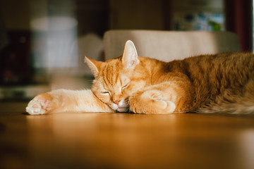 Sleepy ginger cat looking like garfield lying down on a table for a little nap