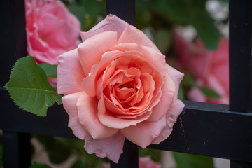 Coral rose in bloom