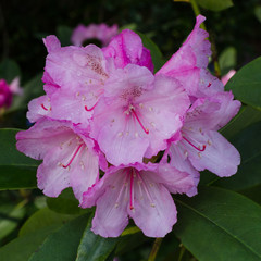 Close-up of clusters of beautiful pink rhododendron flowers blooming in the springtime. - 346626918
